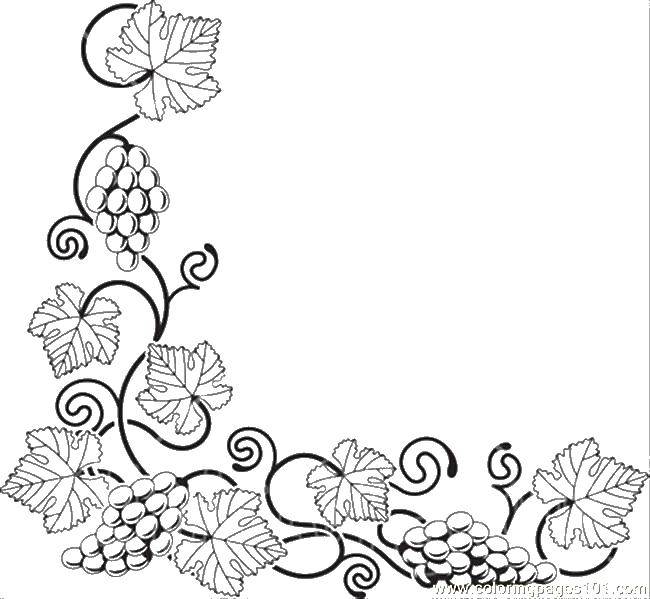 Online coloring pages coloring page the vines grapes download print coloring page