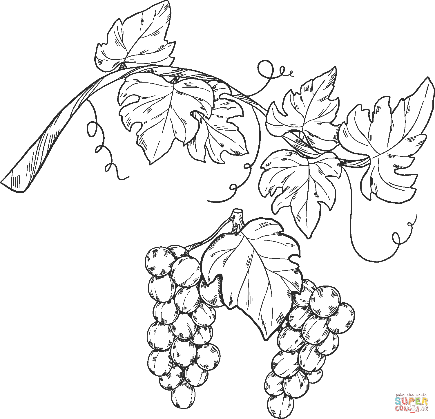 Grapevine coloring page free printable coloring pages