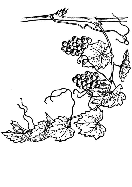 Coloring page grape