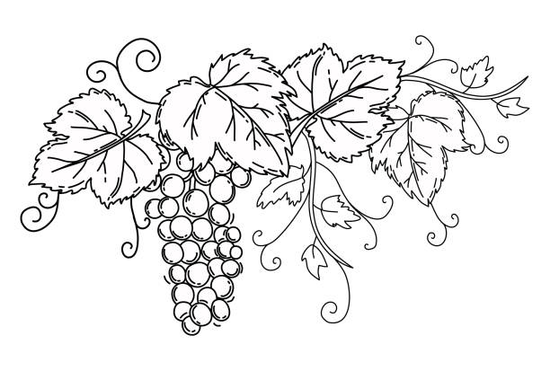 Bunch of grapes with leaves black outline on an isolated white background vine vector stock illustration