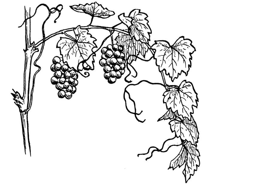 Coloring page grape