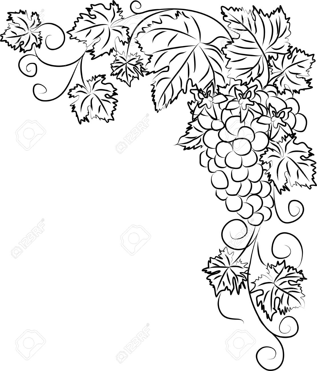 Contour black and white drawing of a vine with a bunch of grapes and flowers linear grapevine vector illustration isolated on white background clipart for coloring page royalty free svg cliparts vectors