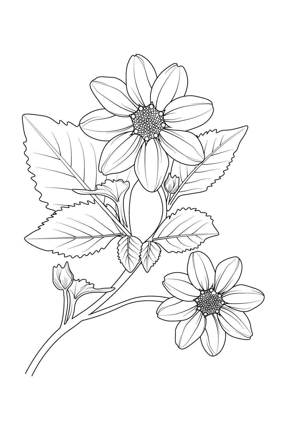 Vintage dahlia flower illustration branch of the stick blossom dahlia vector art dahlia flower line art