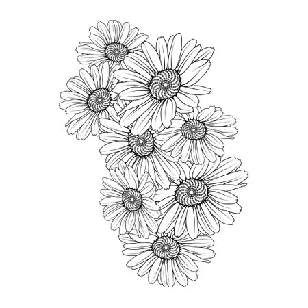 Daisy line art floral vector illustration vintage engraved style flowers with daisy isolated white hand