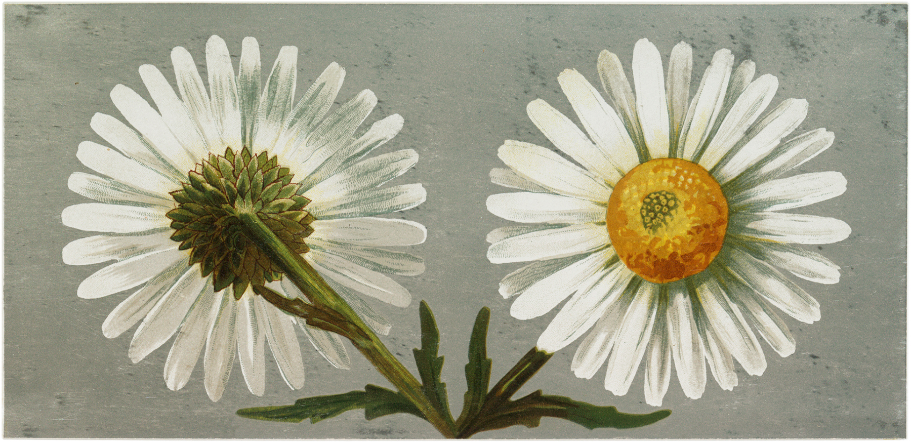 Daisy images