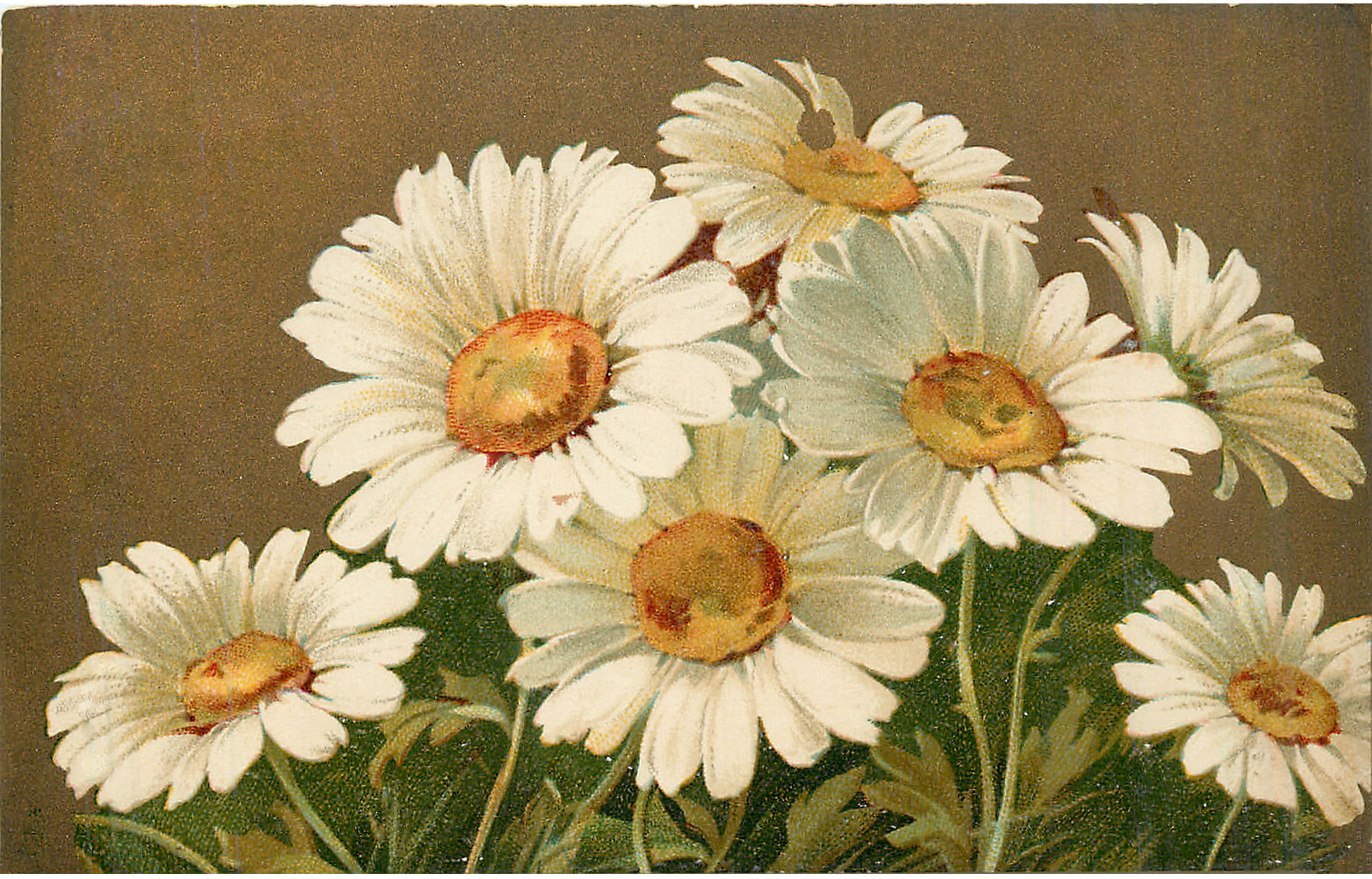 Daisy images