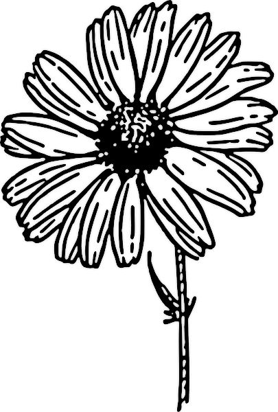 Beautiful floral coloring pages for kids and adults daisy drawing free clip art gerber daisies