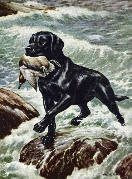 Black labrador retriever