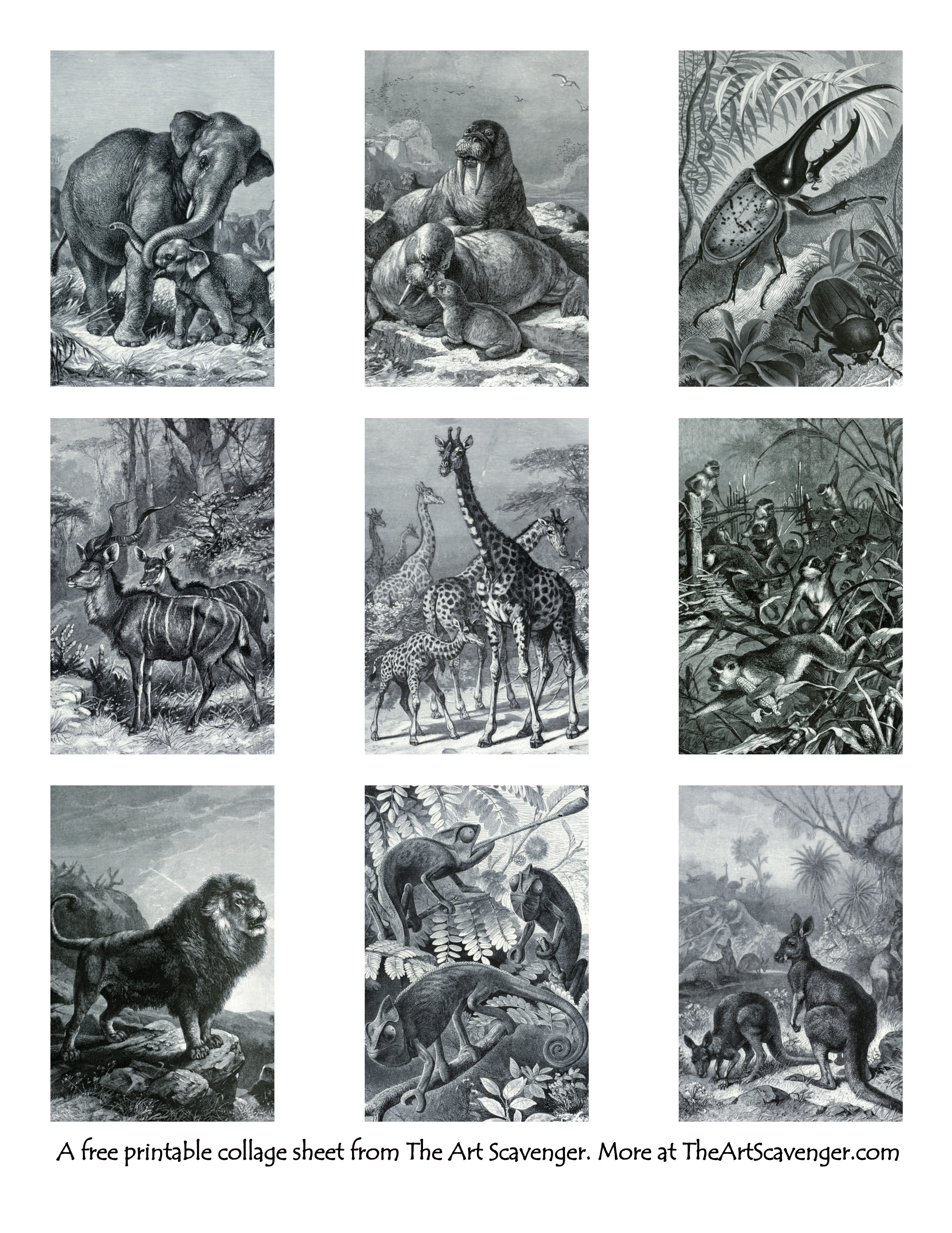 Free vintage animal images printables â the art scavenger