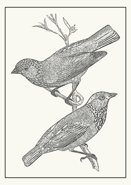 Page vintage illustration animal vectors illustrations for free download