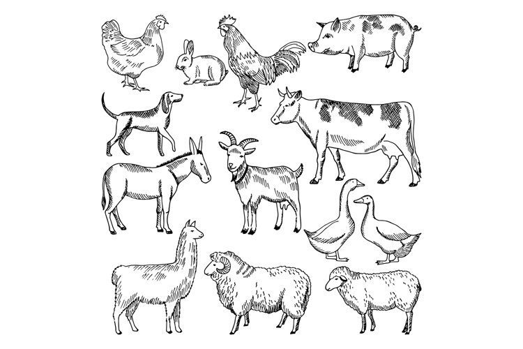 Vintage farm animals farming illustration in hand drawn sty