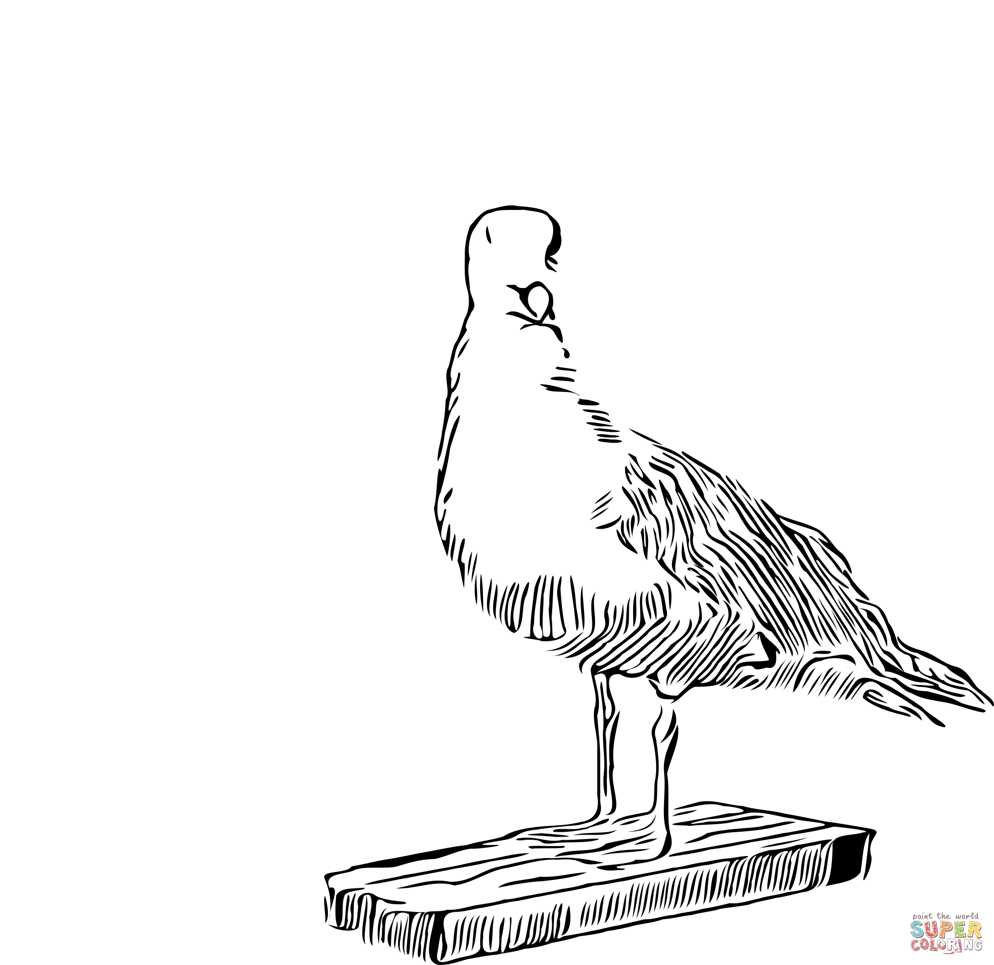 Vintage seagull coloring page free printable coloring pages