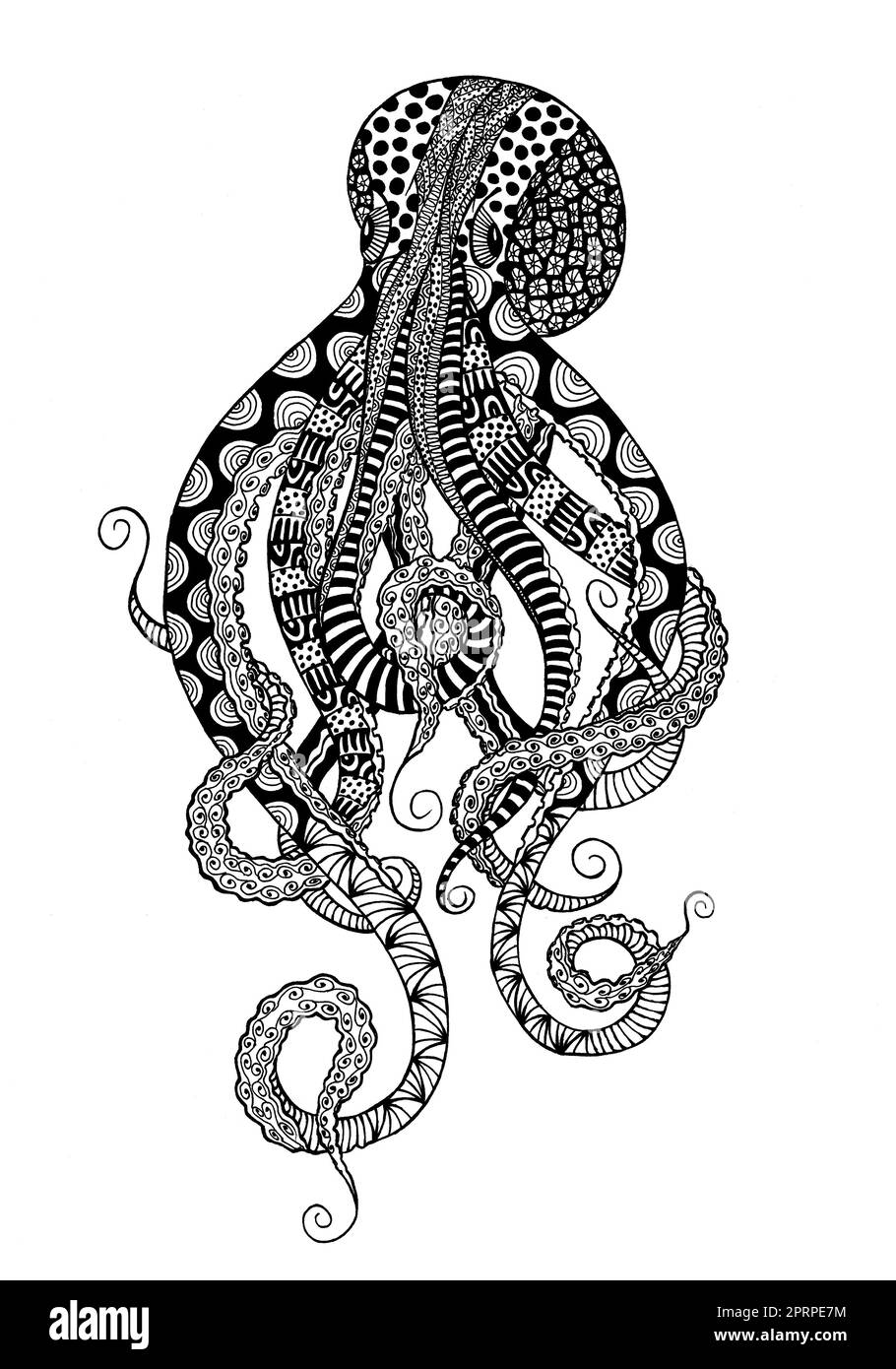 Doodle octopus sketch hand drawn squid animal illustration coloring page poster or card tshirt print restaurant menu nautical vintage design ill stock photo