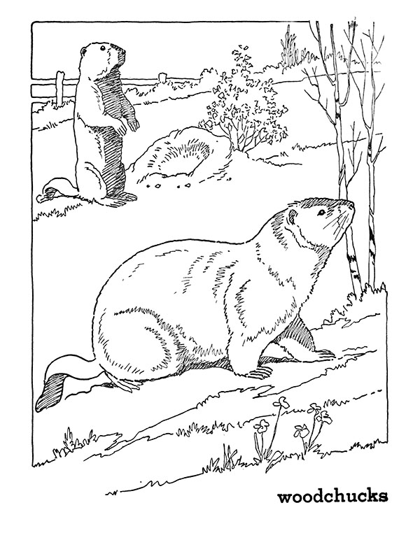 Forest animal coloring pages