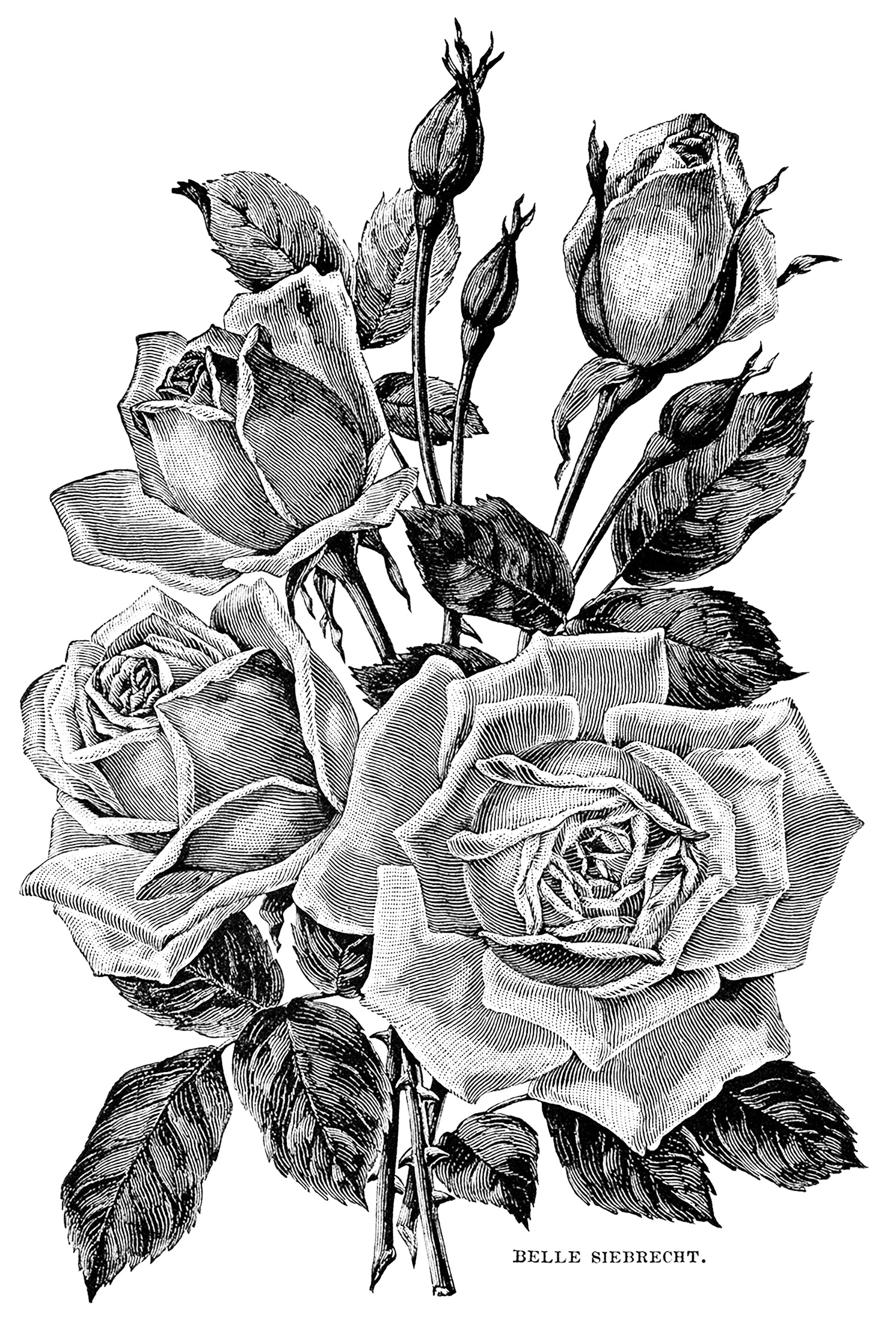 Vintage garden roses