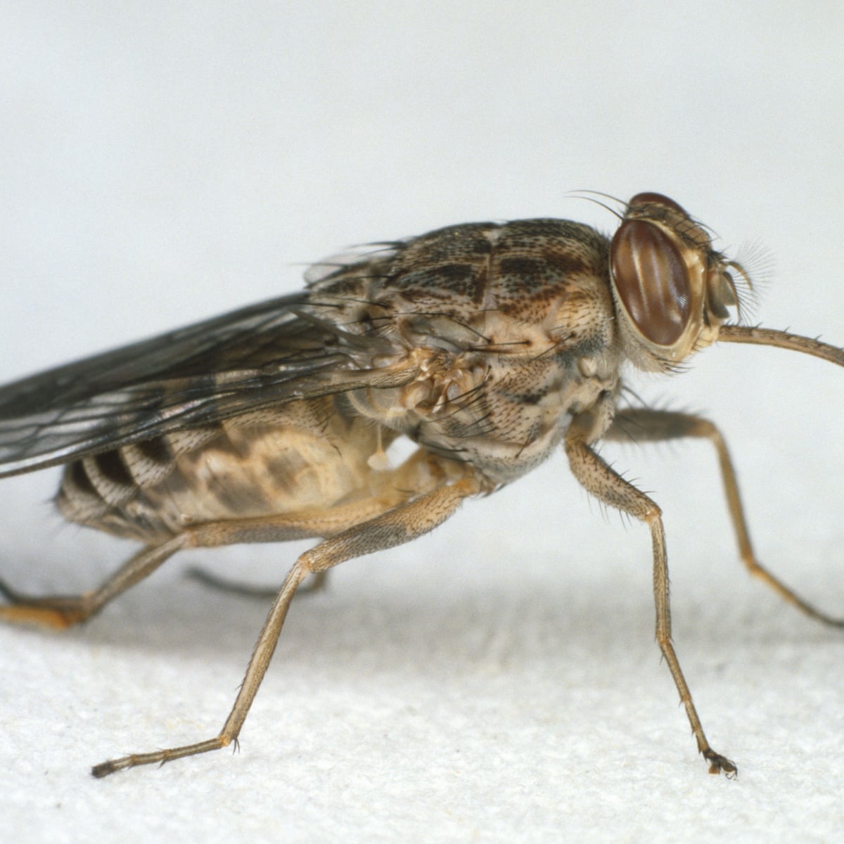 Flies like blue objects because they mistake colour for food scientists say science the guardian