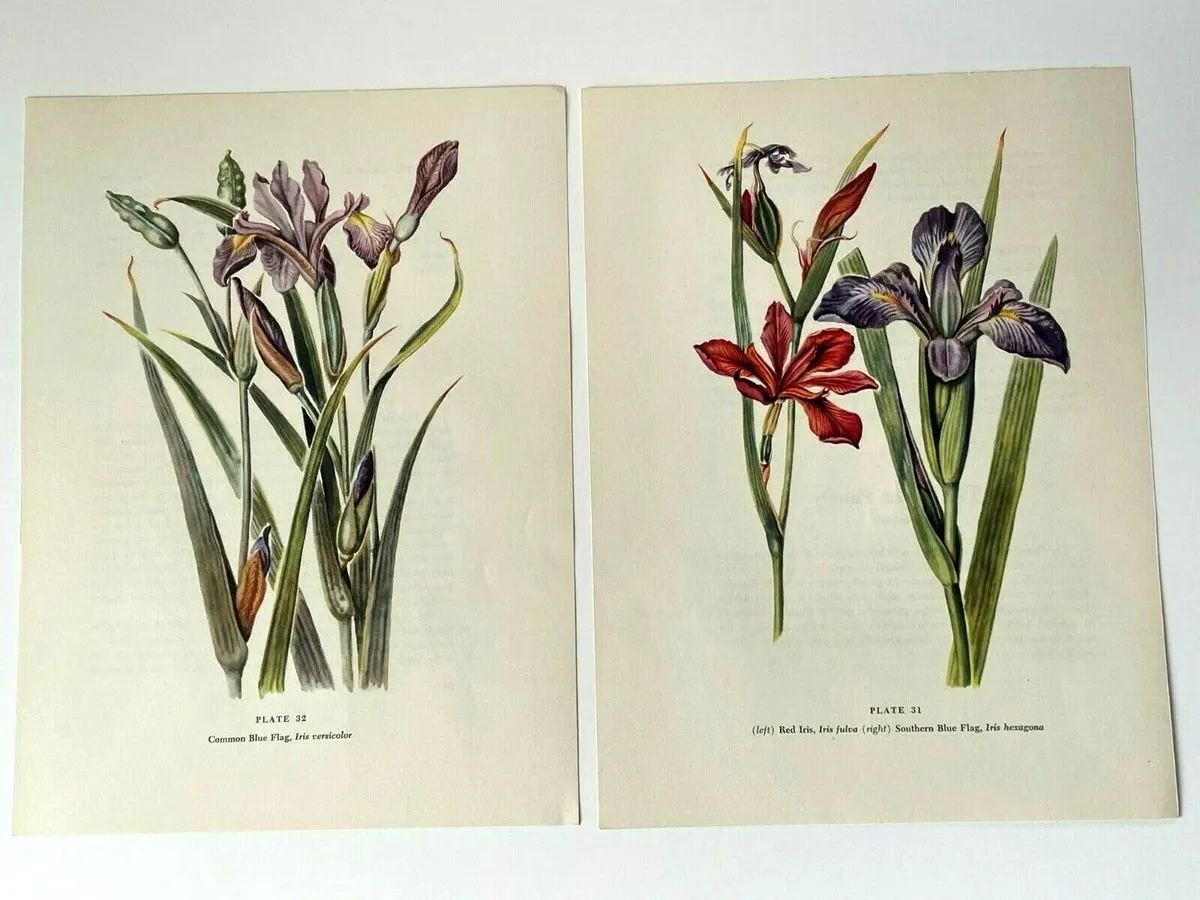 Lot vintage wildflower botanical prints irisunframedxpurple