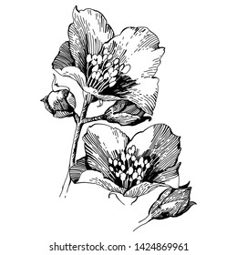 Graphic branch flower iris coloring book stock illustration