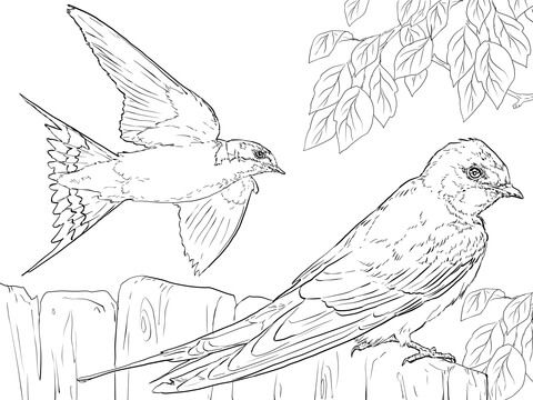 Realistic barn swallows coloring page from swallows category select from printable crafts â coloring pages animal coloring pages printable coloring pages