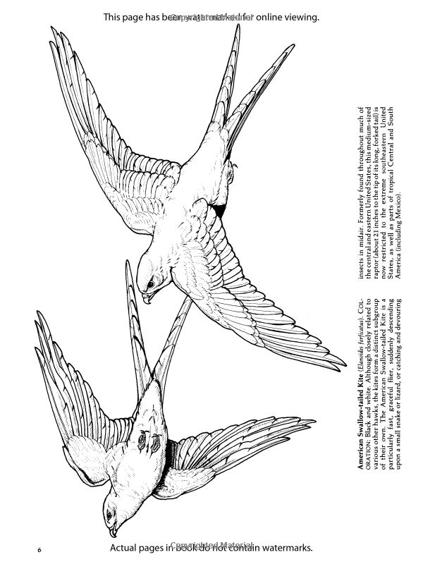 Birds of prey coloring book dover nature coloring book coloring pages dover coloring pages adult coloring pages