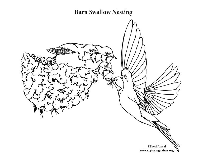 Swallow barn nesting coloring page