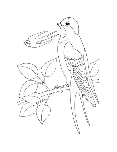 Swallow coloring pages bird art free printable coloring pages