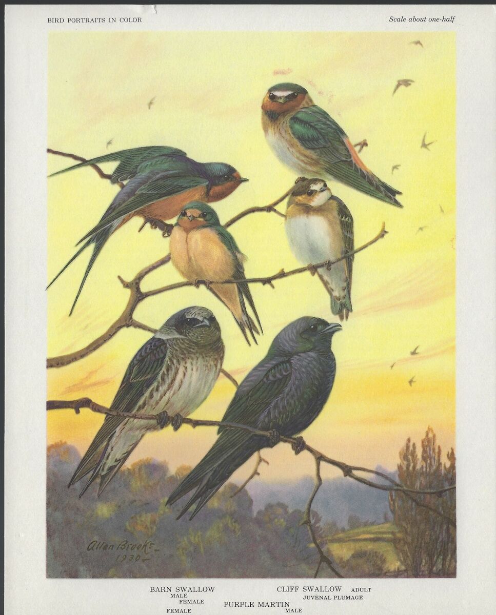 Vintage bird portraits in color pictures book print pages art allan brooks