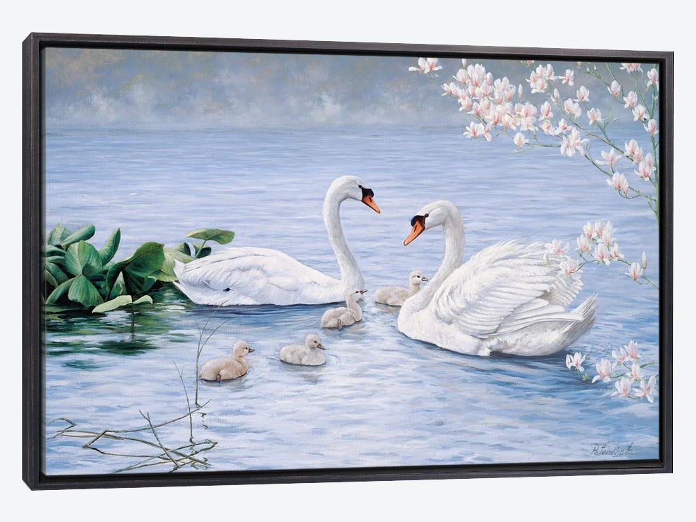 Proud swan family art print by peter motz