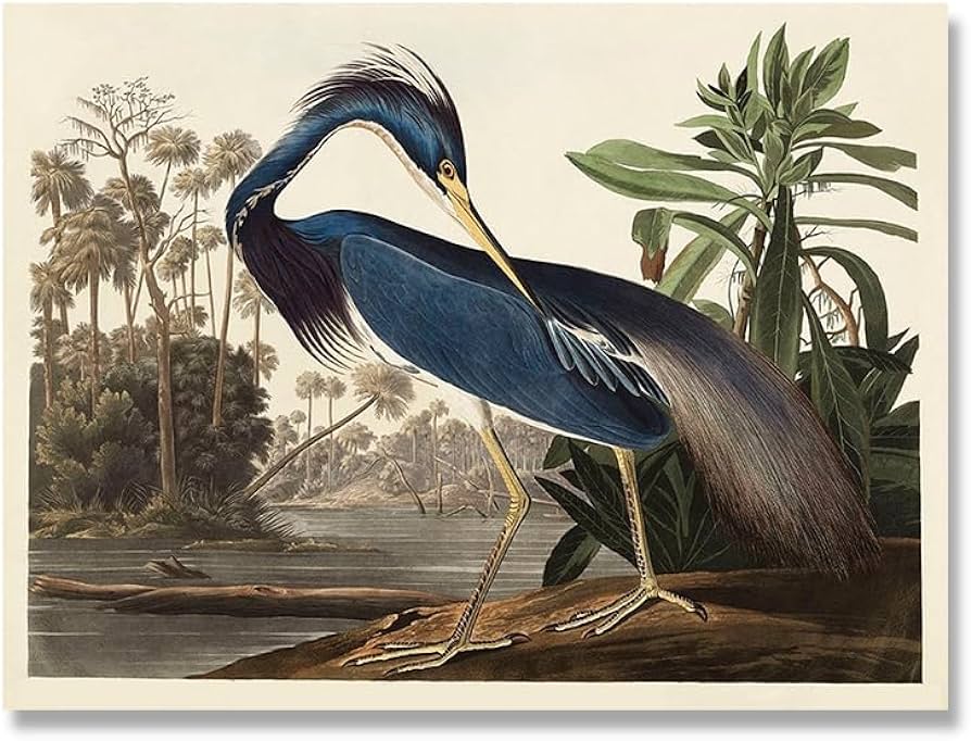 Xuanhhao audubon vintage bird poster canvas print wall art picture american heron swan roseate spoonbill scarlet blue crane painting de lor picture size a x no frame