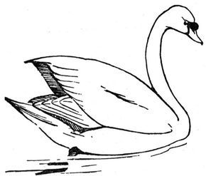 Free swan coloring pages coloring pages easy coloring pages bird coloring pages