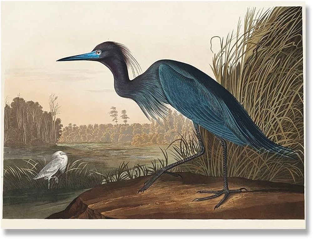 Maxsp audubon vintage bird poster canvas print wall art picture american heron swan roseate spoonbill scarlet blue crane painting de lor picture size a x no frame