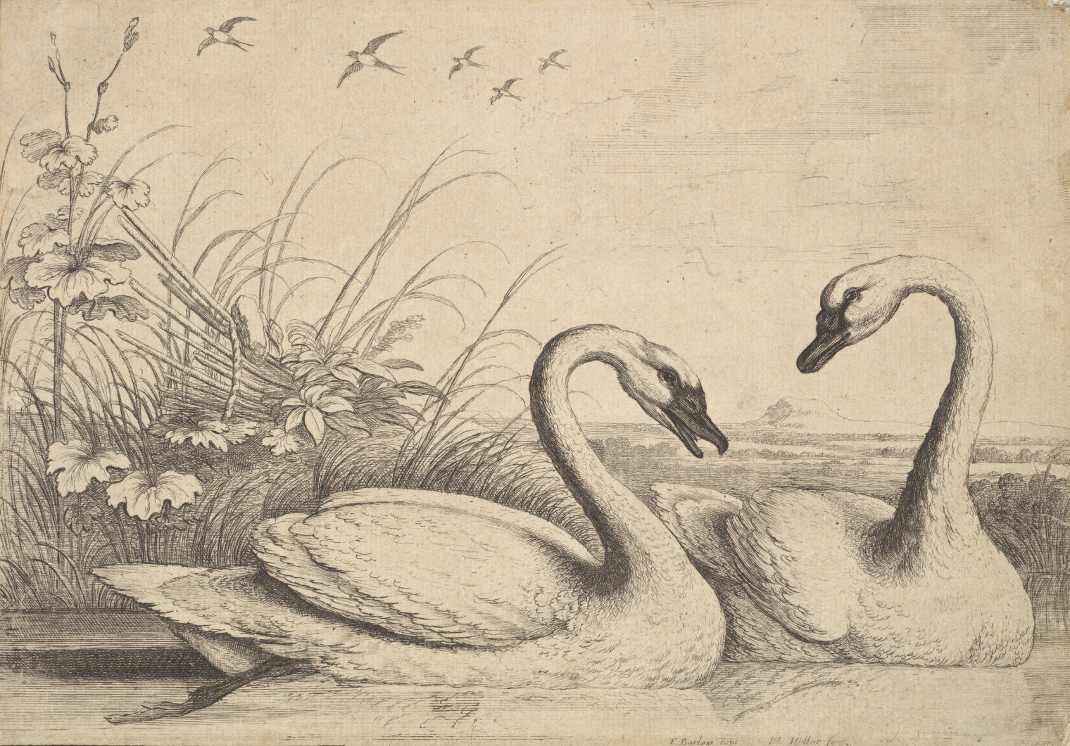 Birding at the met a selection of drawings and prints the metropolitan museum of art