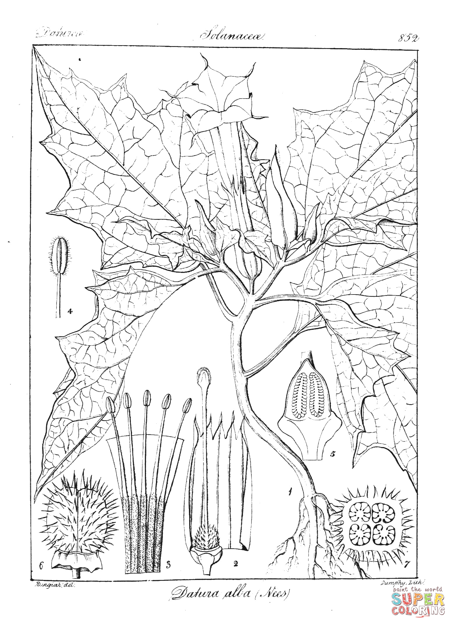 Datura alba coloring page free printable coloring pages