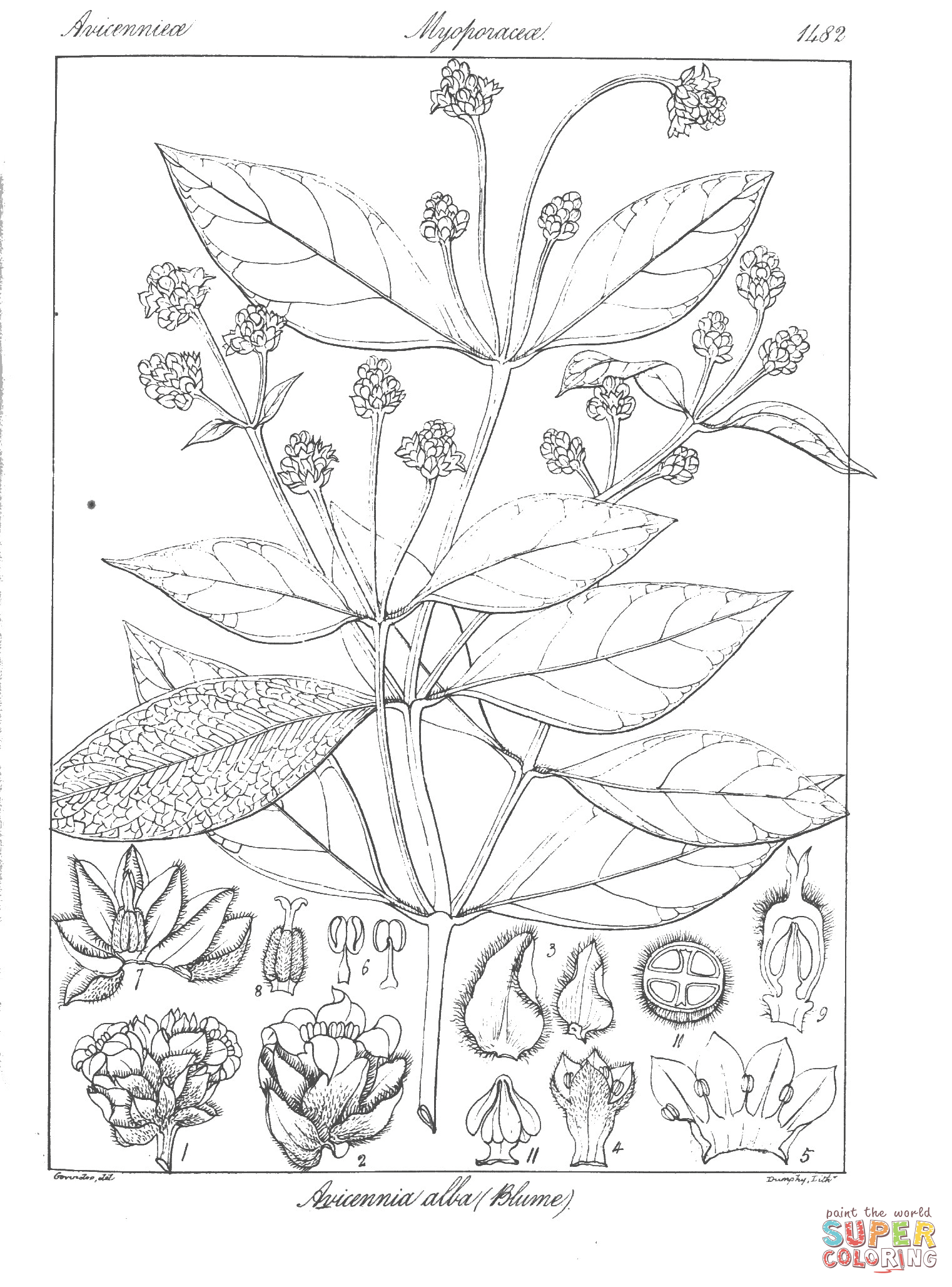 Avicennia alba coloring page free printable coloring pages