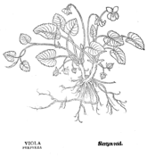 Viola alba coloring page free printable coloring pages