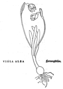 Viola matronalis alba coloring page free printable coloring pages