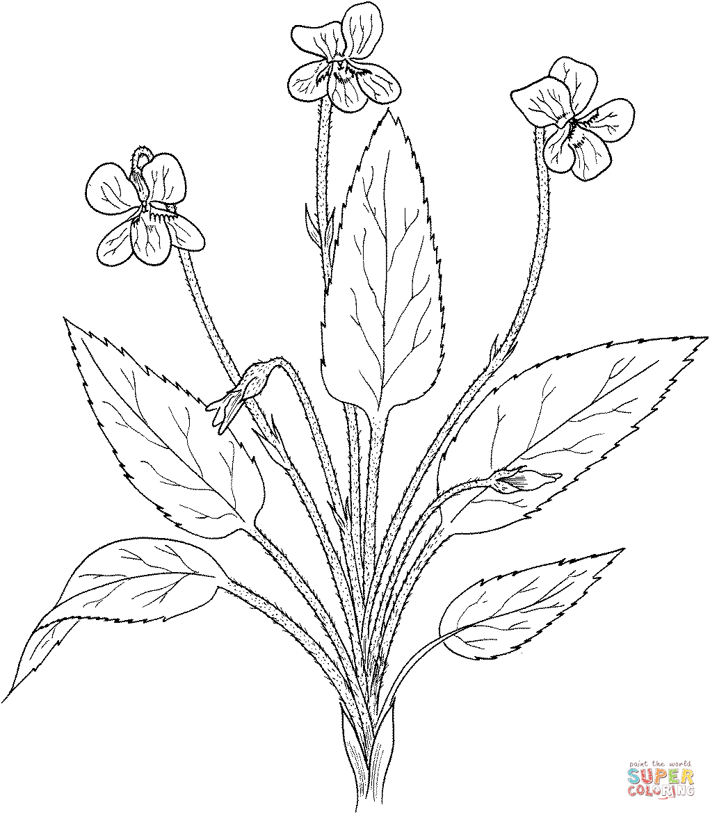Viola fimbriatula or northern downy violet free coloring pages free printable coloring pages free printable coloring