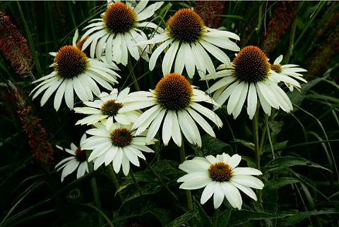 Echinacea purpurea â alba awesome blossom plants