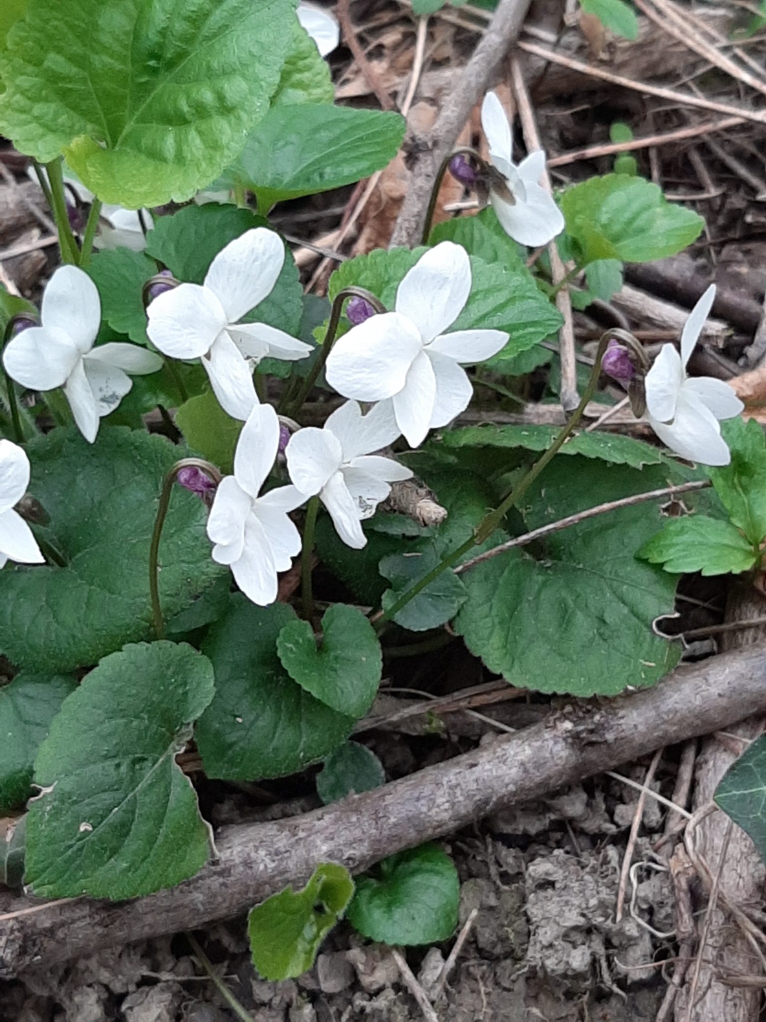 Photos of white violet viola alba