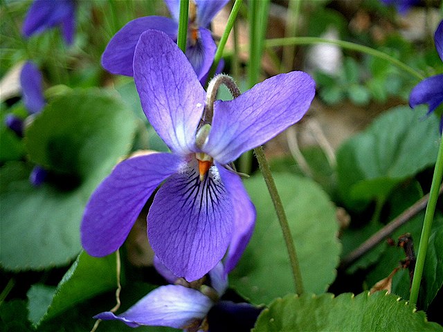 Viola