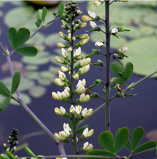 Baptisia alba