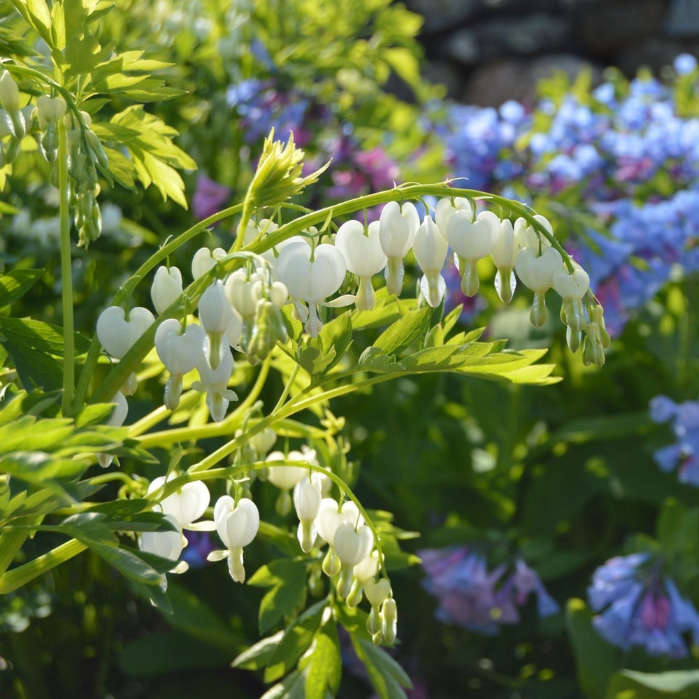 Dicentra bleeding heart white flower farm