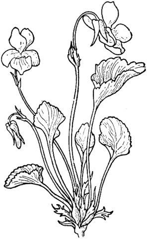 Viola adunca or pale mountain violet coloring page free printable coloring pages flower drawing botanical drawings flower coloring pages