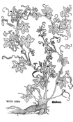 Viola alba coloring page free printable coloring pages