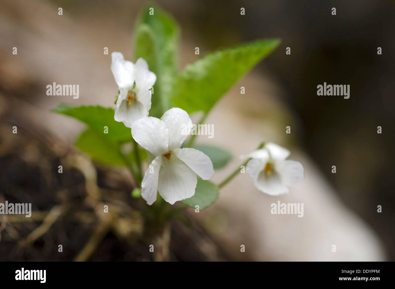 Viola alba hi