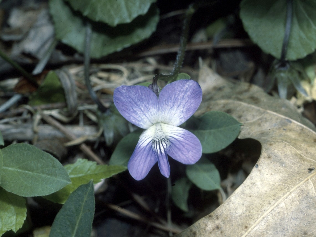 Viola cucullata blue marsh violet bog violet marsh blue violet thin leaf wood violet violets north carolina extension gardener plant toolbox