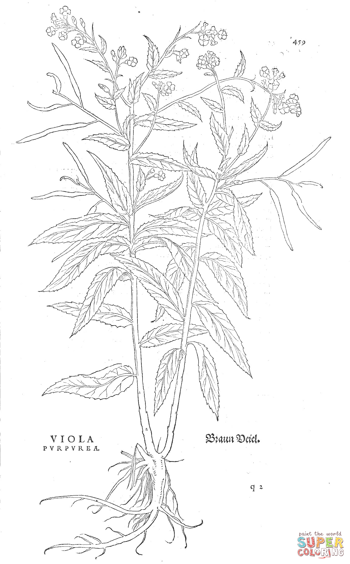 Viola purpurea coloring page free printable coloring pages