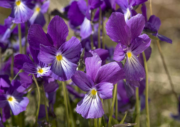 Mountain pansy viola lutea poster by bob gibbons