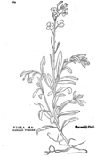 Viola lutea coloring page free printable coloring pages