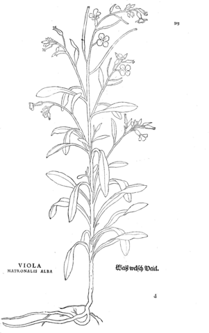 Viola matronalis alba coloring page free printable coloring pages